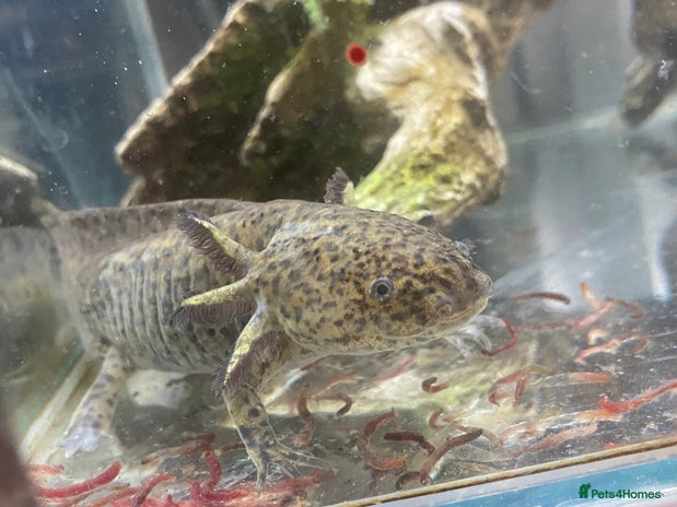 Pond Fish fish - Advert 2