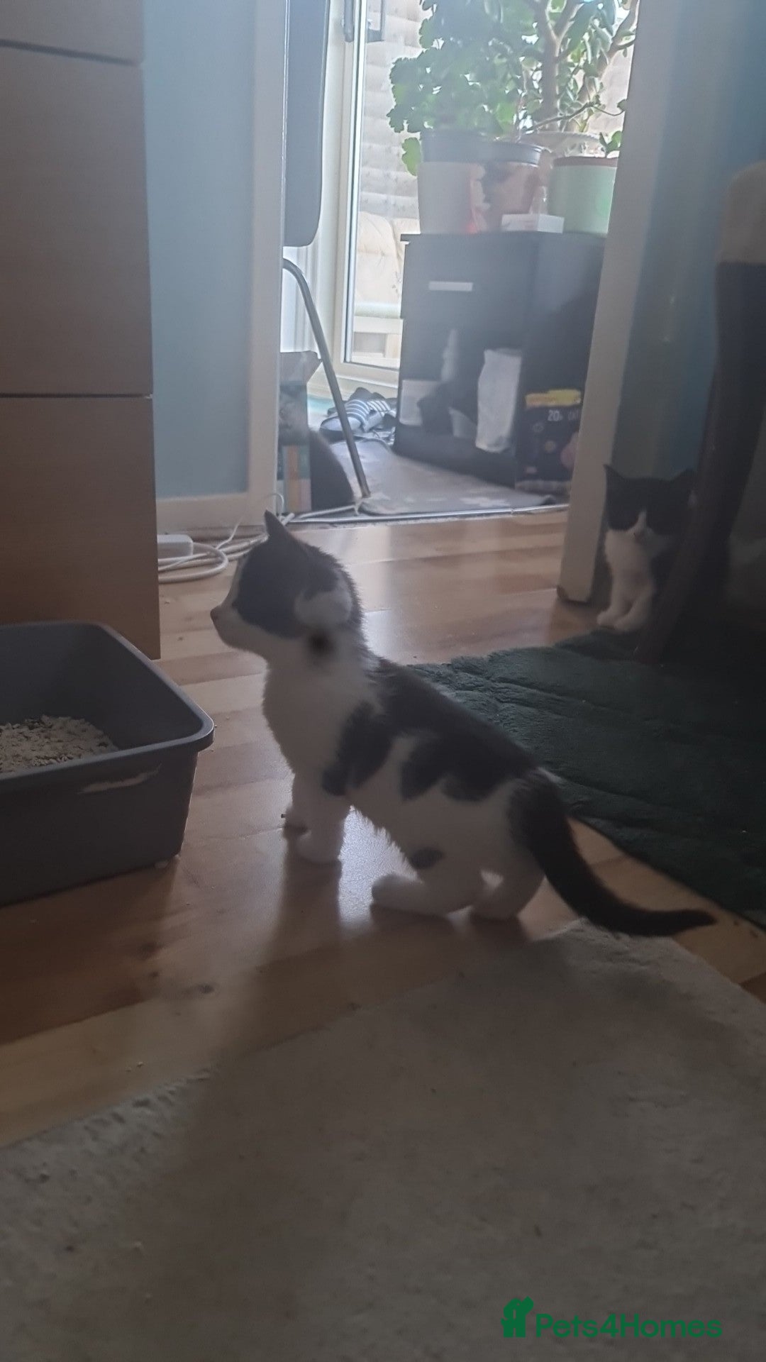 British Shorthair cats British shorthair  - Advert 1