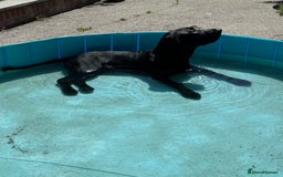 Labrador Retriever dogs for sale: Labrador male - 8 months  - Image 8