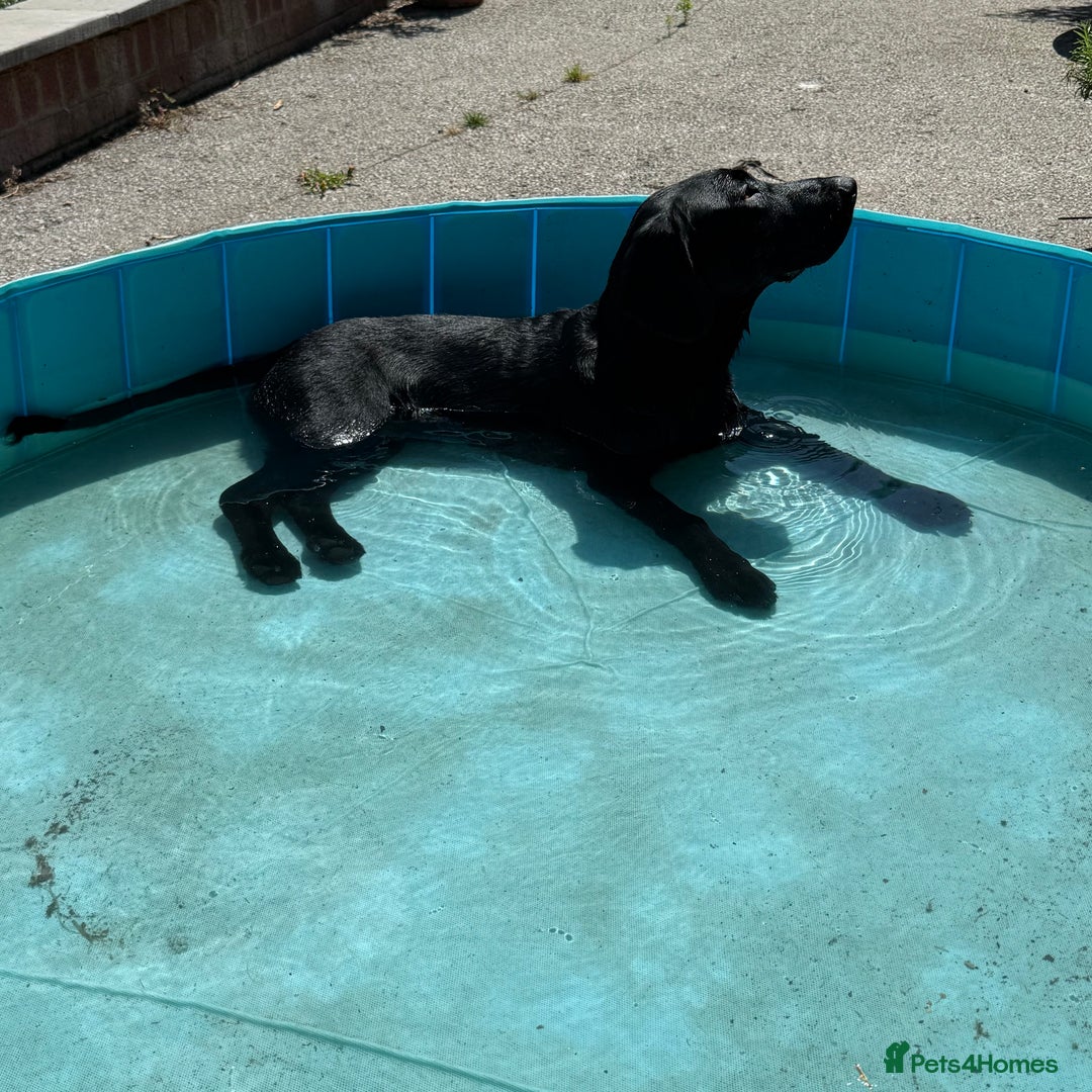 Labrador Retriever dogs for sale: Labrador male - 8 months  - Image 8