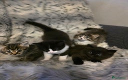 Ragdoll cats for sale: Beautiful Ragdoll x Norwegian forest cross kittens - Image 20