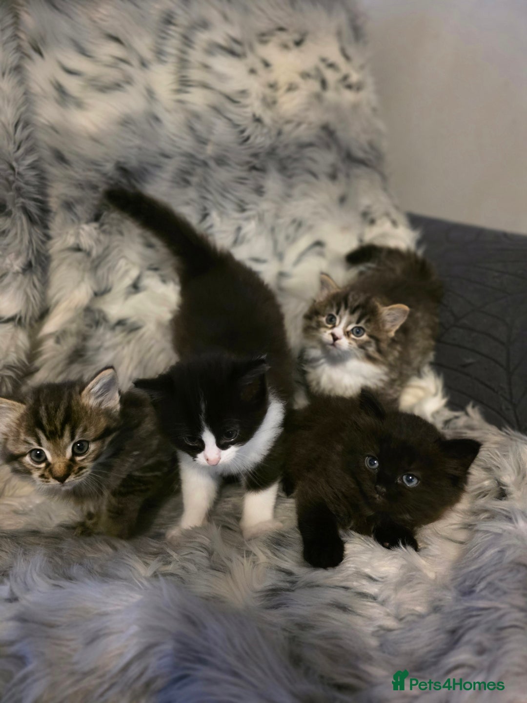 Ragdoll cats for sale: Beautiful Ragdoll x Norwegian forest cross kittens - Image 20