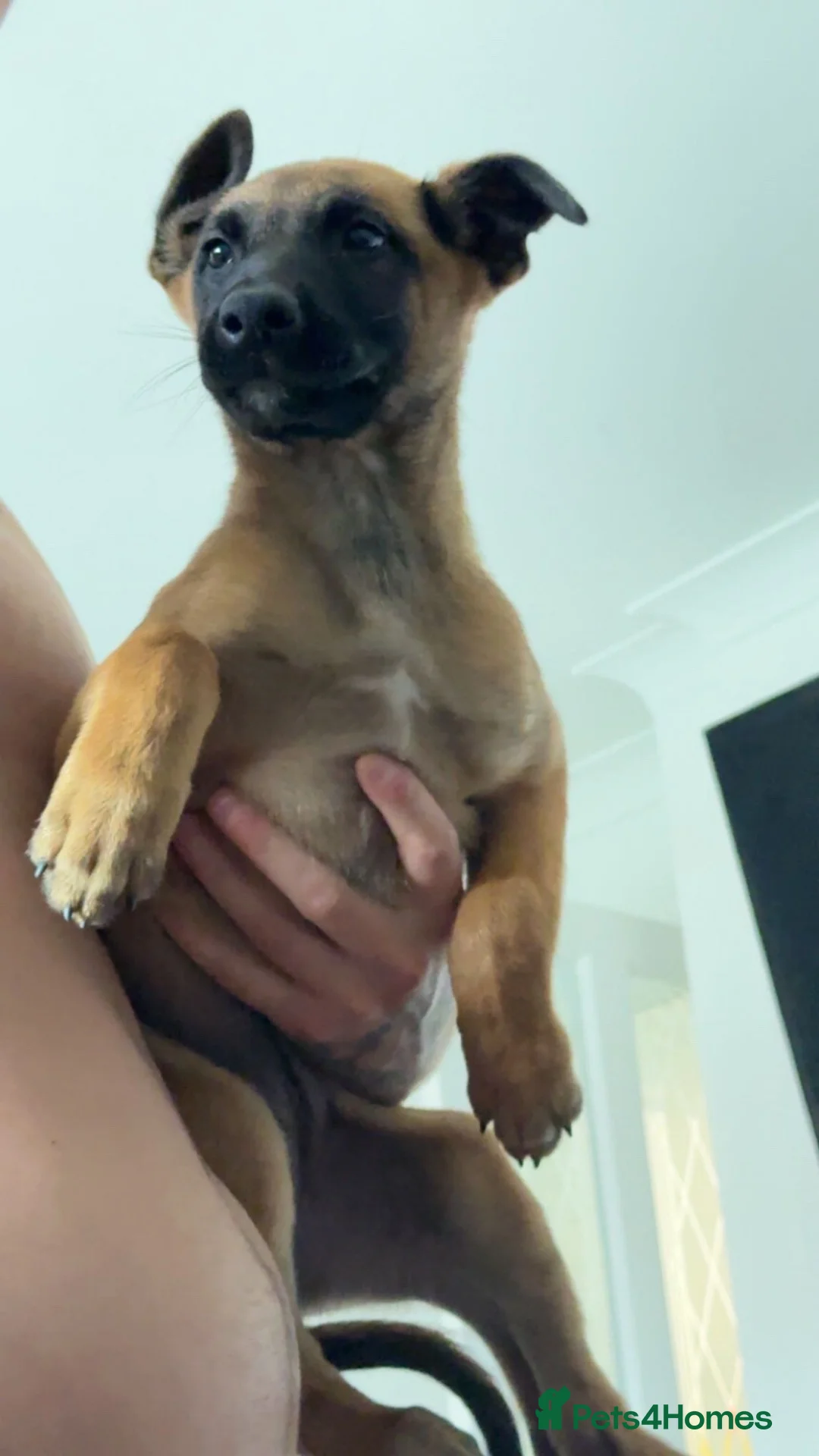 Belgian Shepherd Dog dogs for sale: Female Belgian malinois puppy  in Choppington - Advert 5