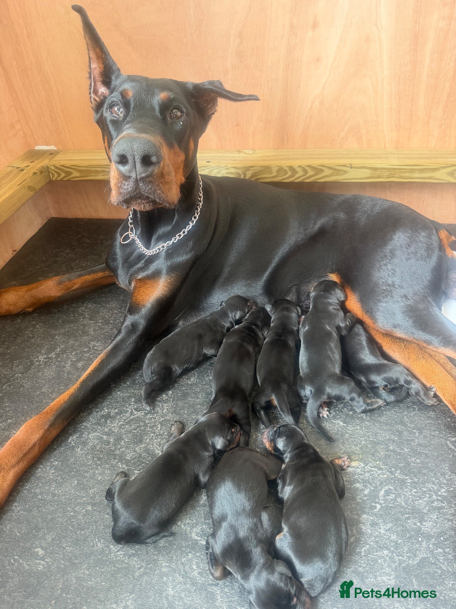 Dobermann dogs Beautiful Doberman puppies - Advert 1