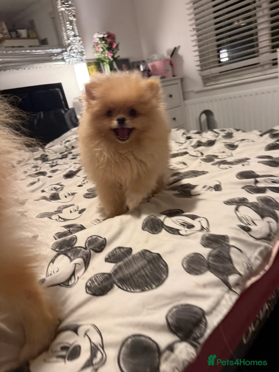 Pomeranian dogs for sale: Beautiful fluffy pomeranian boy - Advert 1
