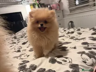 Pomeranian dogs Beautiful fluffy pomeranian boy - Advert 8