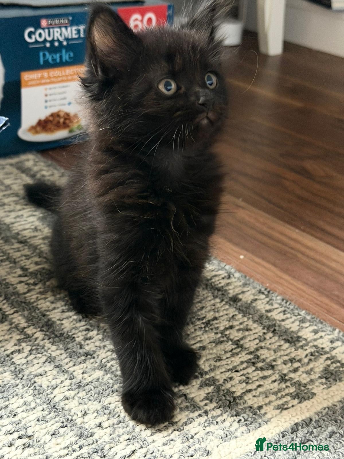 Mixed Breed cats Kittens for sale  - Advert 1