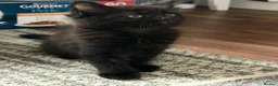 Mixed Breed cats for sale: Kittens for sale  in London - Advert 1