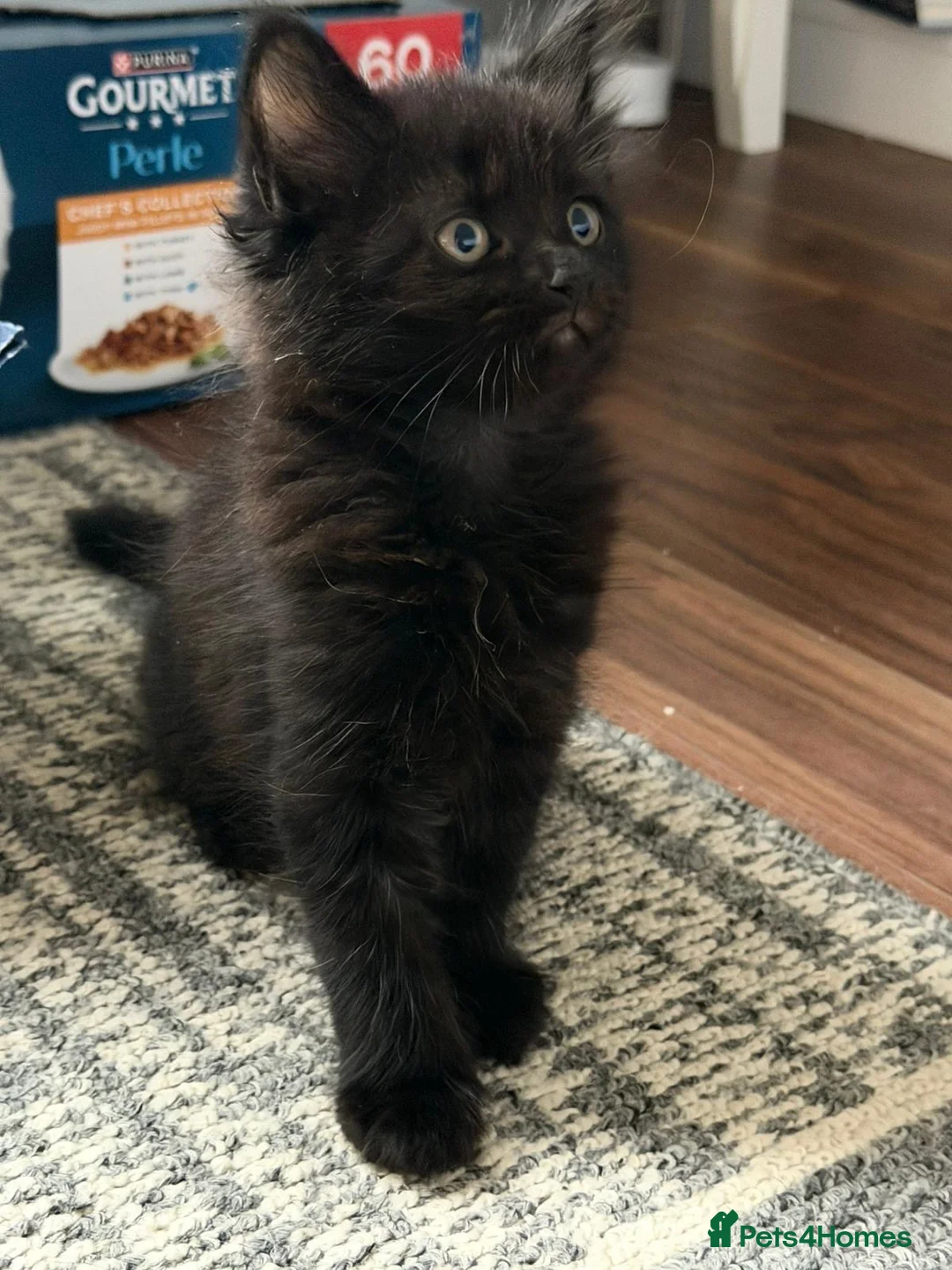 Mixed Breed cats for sale: Kittens for sale  in London - Advert 1