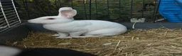 Rex rabbits for sale: Standard Rex Rabbits [Ready to Leave]  - Advert 2