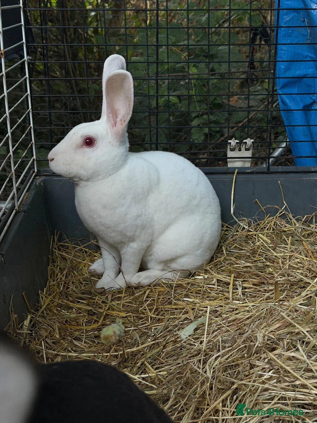 Rex rabbits for sale: Standard Rex Rabbits [Ready to Leave]  - Advert 2