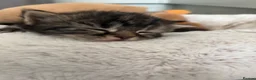 Mixed Breed cats for sale:  Stunning, Friendly & Confident Kittens - Advert 10