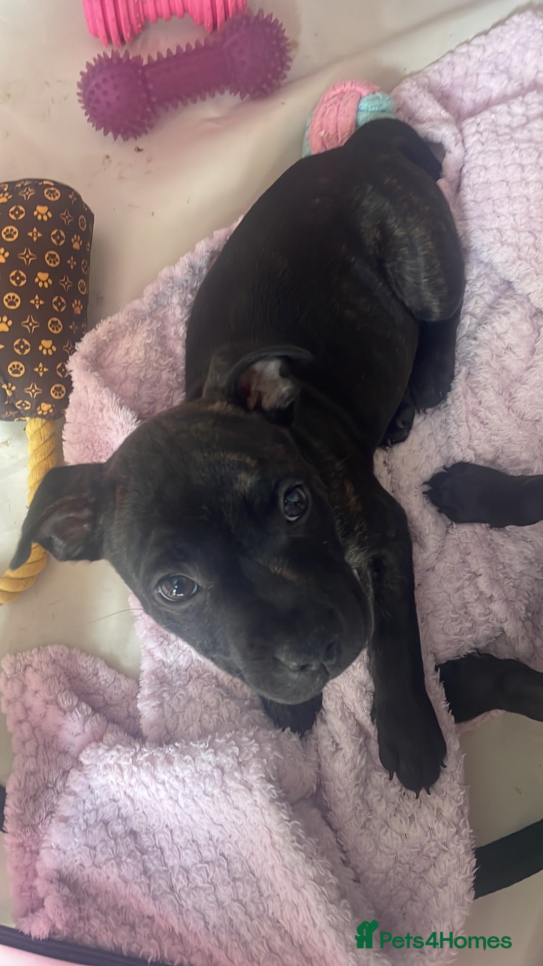 Staffordshire Bull Terrier dogs KC Beautiful litter of blue/red staffys  - Advert 2