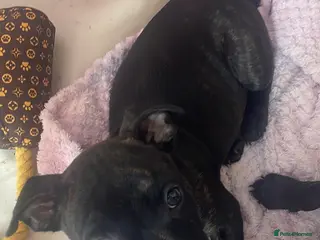 Staffordshire Bull Terrier dogs KC Beautiful litter of blue/red staffys - Advert 2
