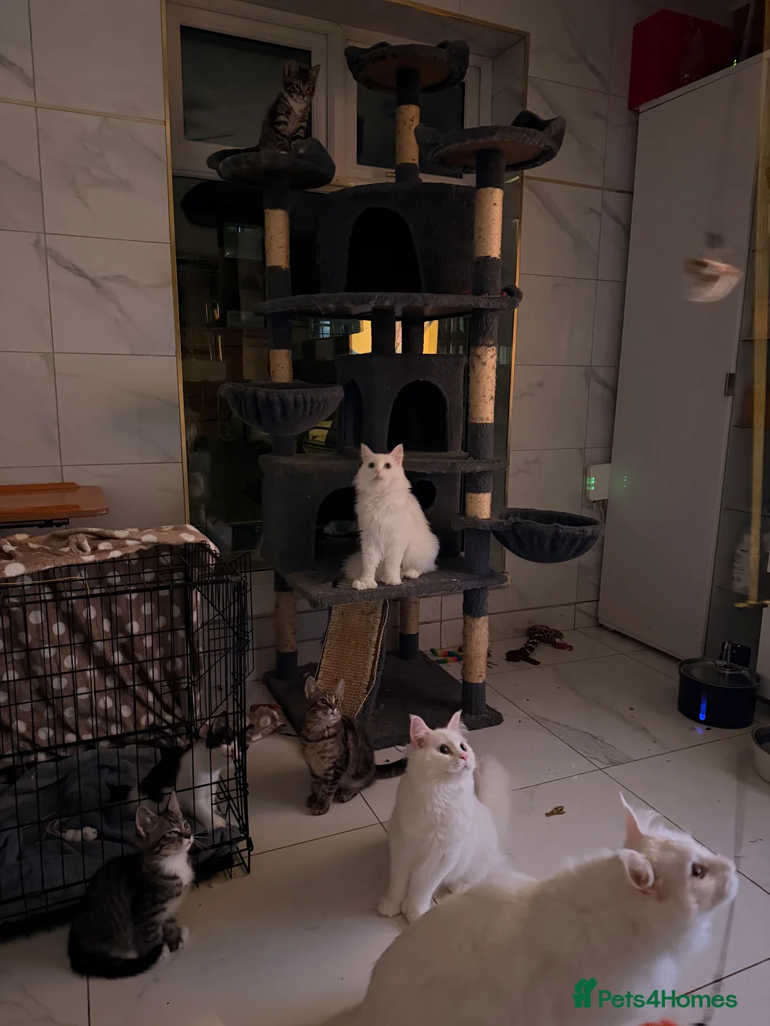 Mixed Breed cats for sale: Male Kittens for Sale-Polydactyl & Tabby  - Advert 8