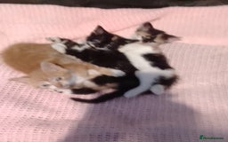 Mixed Breed cats for sale: Kittens  - Image 1