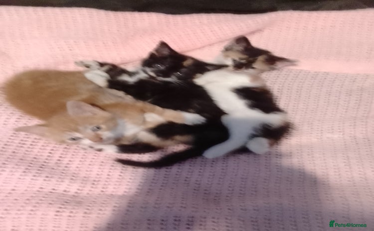 Mixed Breed cats - Advert 2