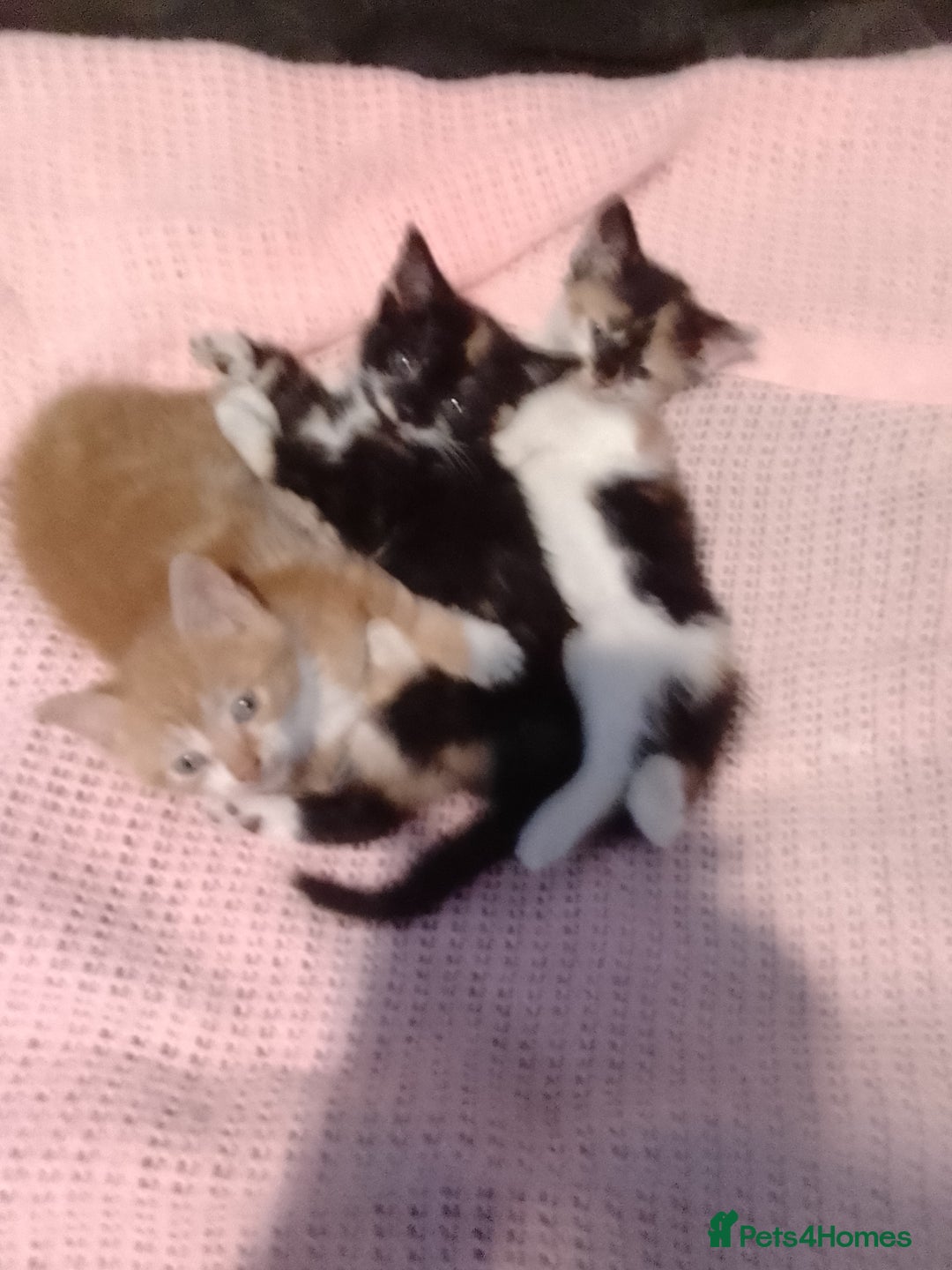 Mixed Breed cats for sale: Kittens  - Image 1