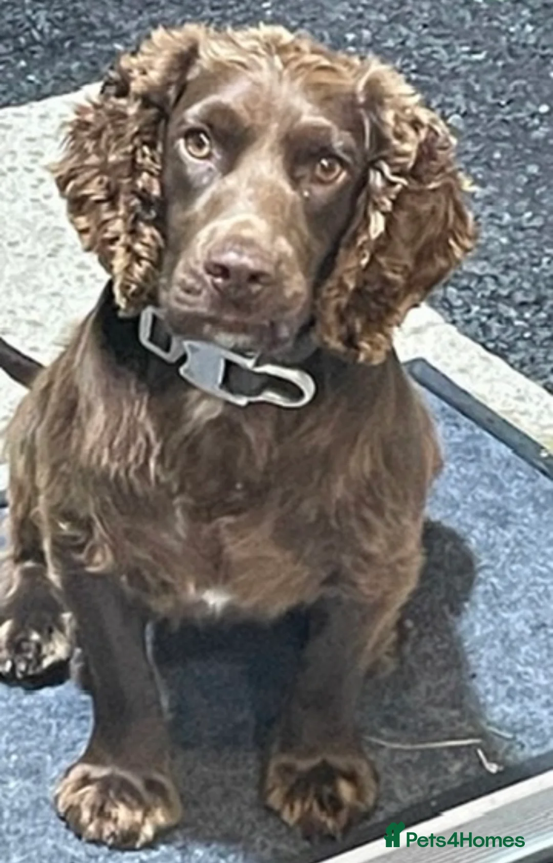 Cockapoo dogs for sale: Beautiful health tested cockapoo puppies - Advert 1