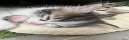 Mixed Breed cats for sale: Ragdoll mix kittens in Sheffield - Advert 13