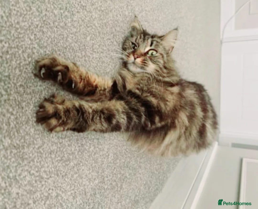 Maine Coon cats for sale: Kittens in Leicester - Advert 2