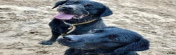 Labrador Retriever dogs for sale: Black labradors - Advert 4