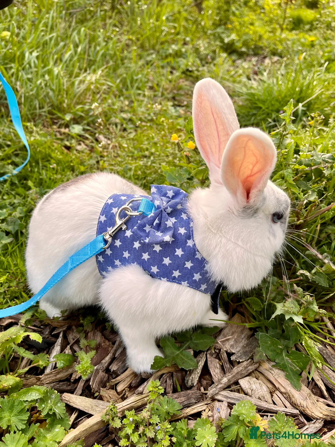 Mixed Breed rabbits for sale: Blue eye Rabbit in London - Advert 4