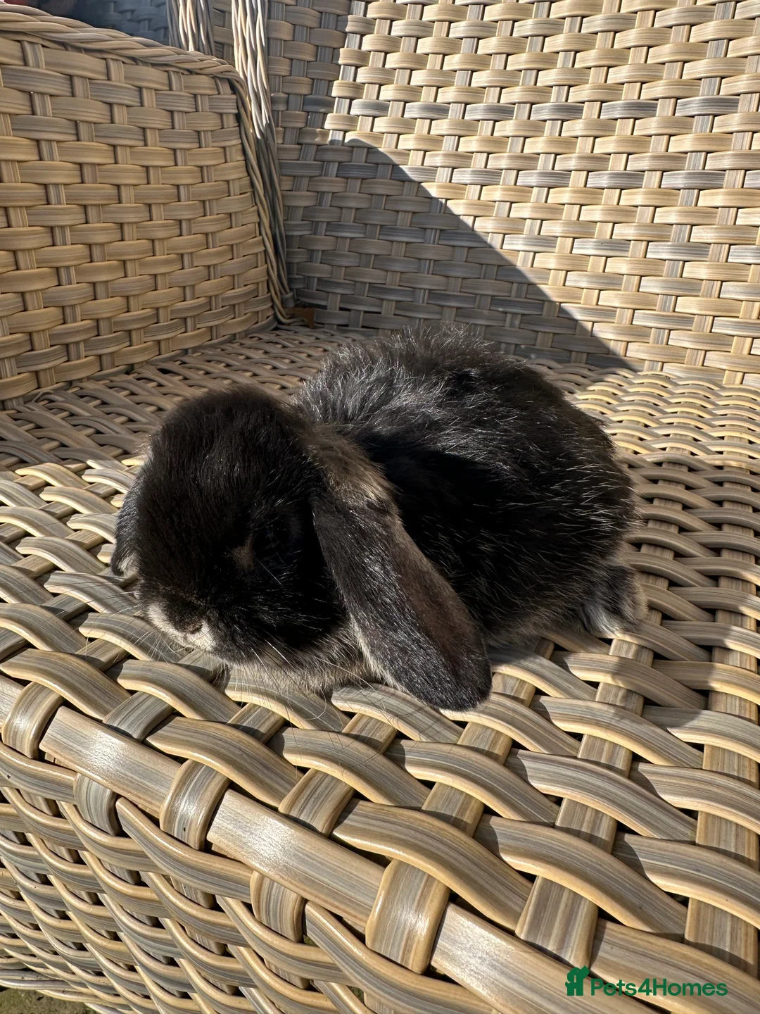 Mini Lop rabbits for sale: 4 handsome male mini lop baby brothers. - Advert 13