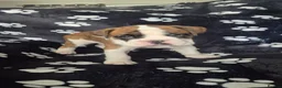 Boxer dogs for sale: Beautiful chunky boxer pups in Rotherham - Advert 7