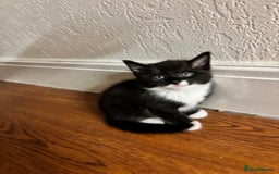 Domestic Shorthair cats for sale: Adorable 8-Week-Old Black & White Kitten - Image 2