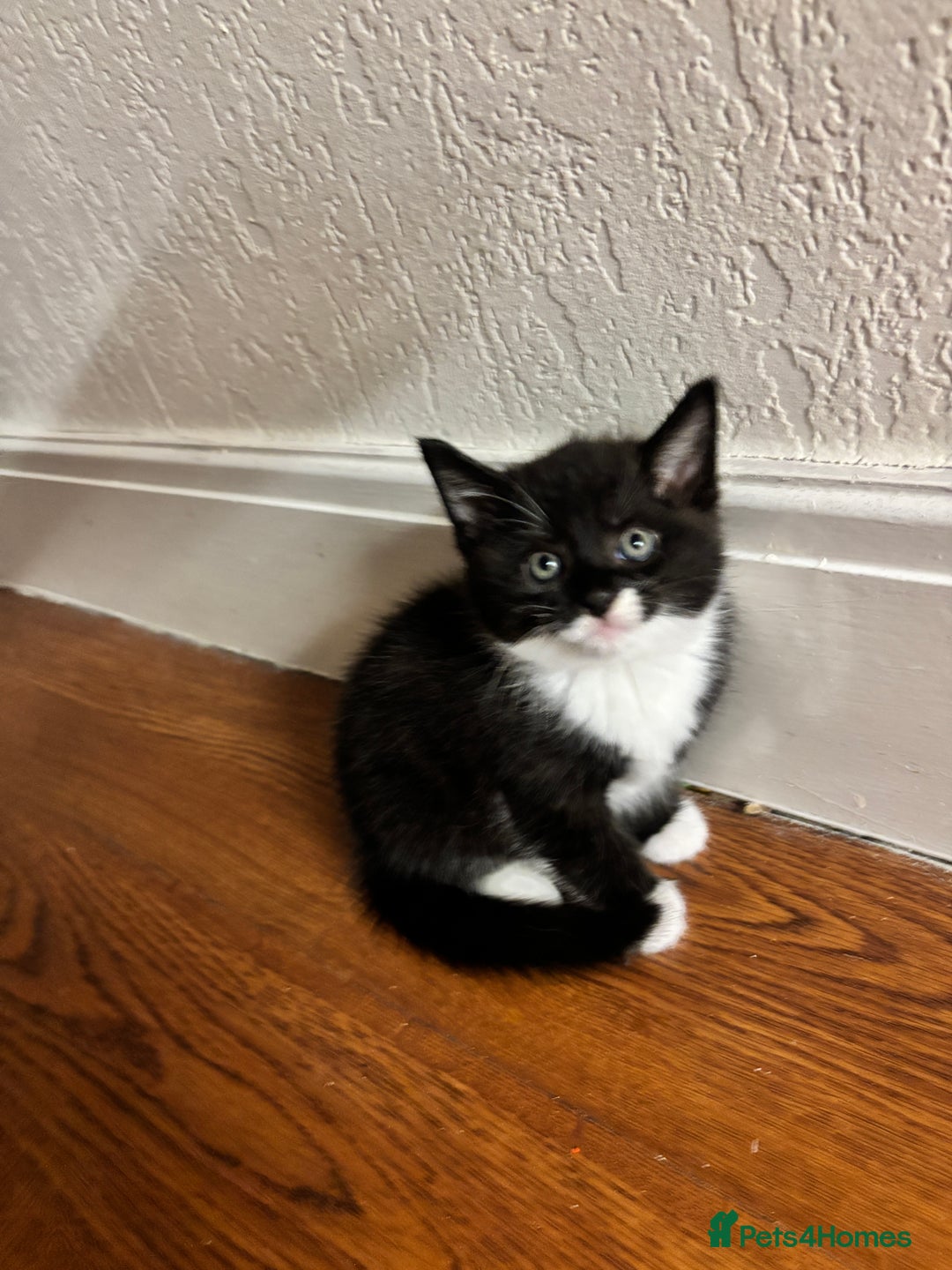 Domestic Shorthair cats for sale: Adorable 8-Week-Old Black & White Kitten - Image 2