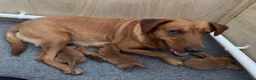 Labrador Retriever dogs for sale: Harleigh & FTCH Jarailstar Hogen of Stauntonvale - Advert 14