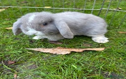 Mini Lop rabbits for sale: Mini Lops - Image 4