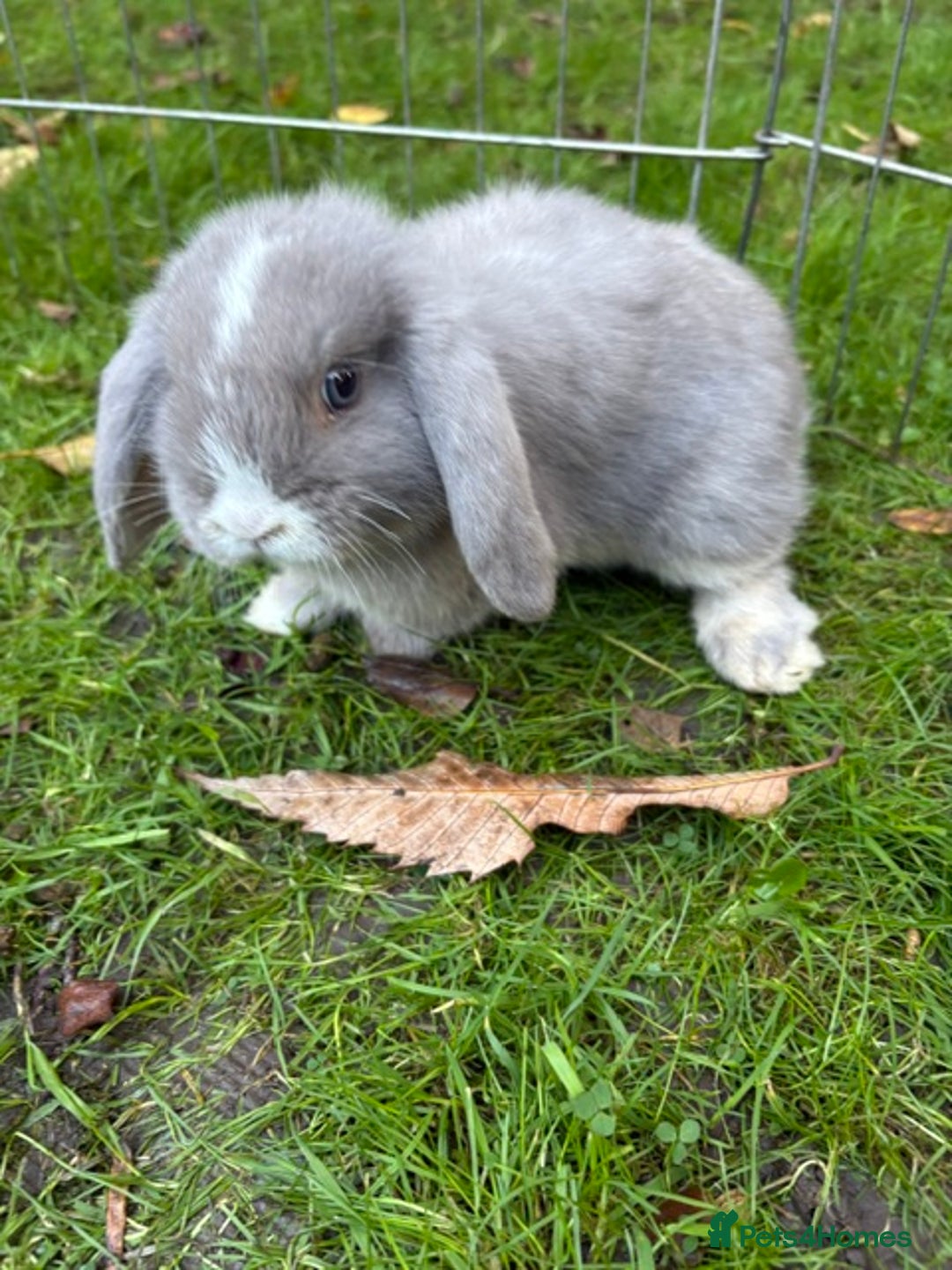 Mini Lop rabbits for sale: Mini Lops - Image 4