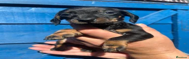 Miniature Dachshund Puppy 6