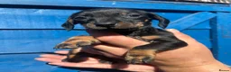 Miniature Dachshund dogs for sale: Dapple miniature dachshunds  - Advert 4