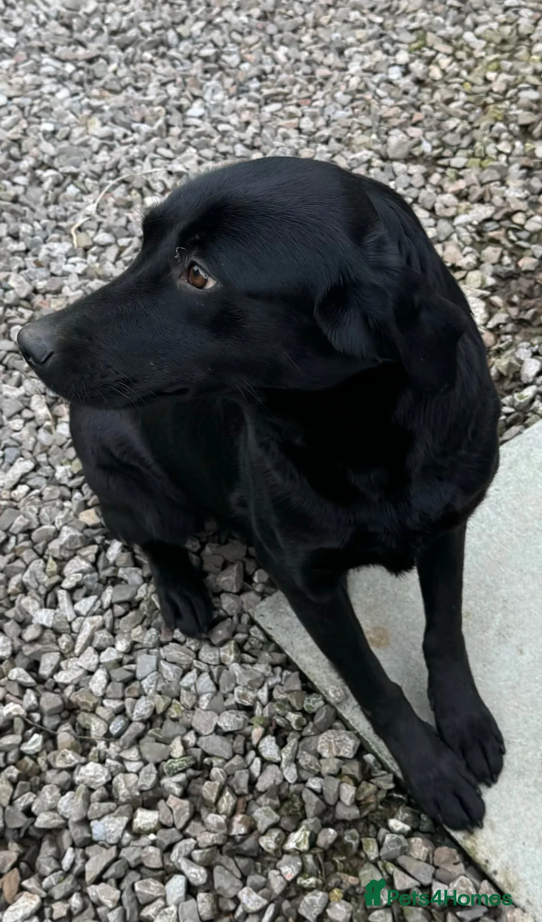 Labrador Retriever dogs for sale: 1st Class ⭐️⭐️⭐️⭐️⭐️ Licensed - Advert 2