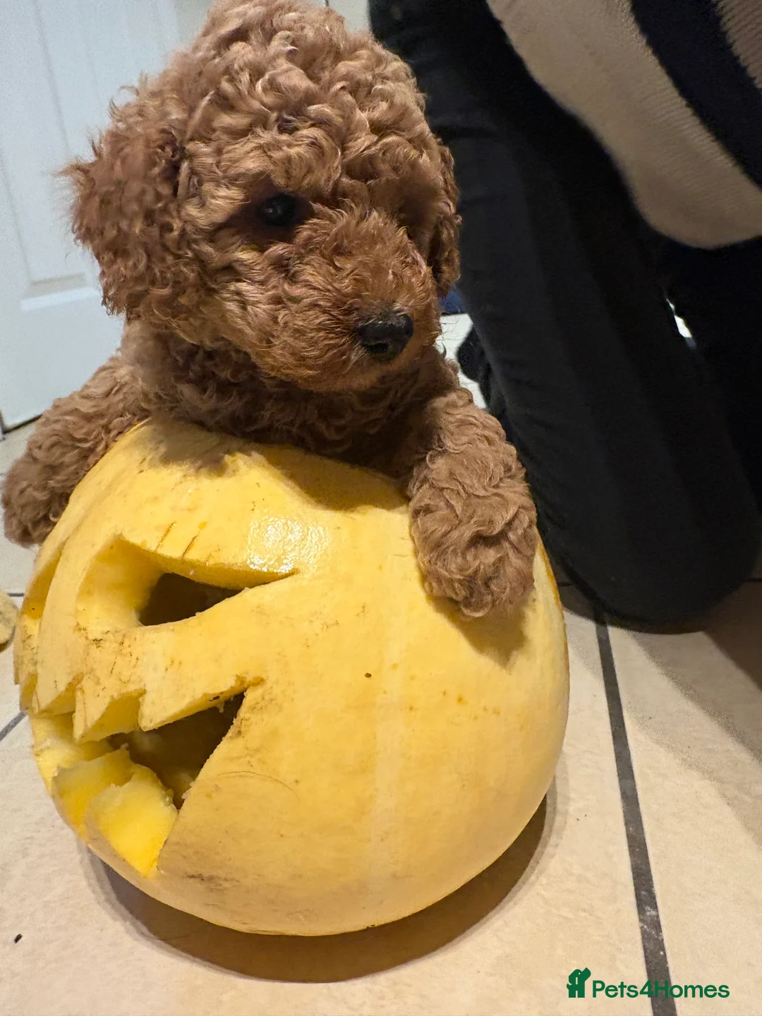 Labradoodle dogs for sale: Fox red toy labradoodle f1bb - Advert 2