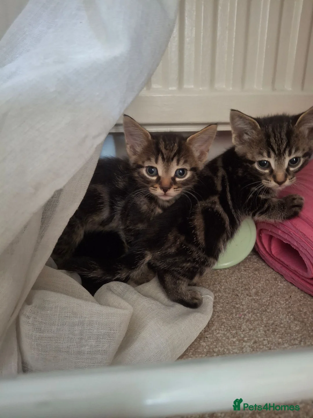 Mixed Breed cats for sale: Girl,boy - Advert 2