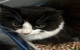 Mixed Breed cats for sale: Rescued kittens ***READ ADVERT*** - Advert 1