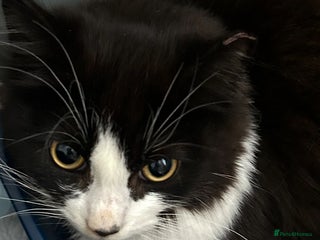 Mixed Breed cats Rescued kittens ***READ ADVERT*** - Advert 2