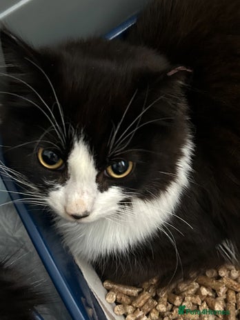 Mixed Breed cats Rescued kittens ***READ ADVERT*** - Advert 1