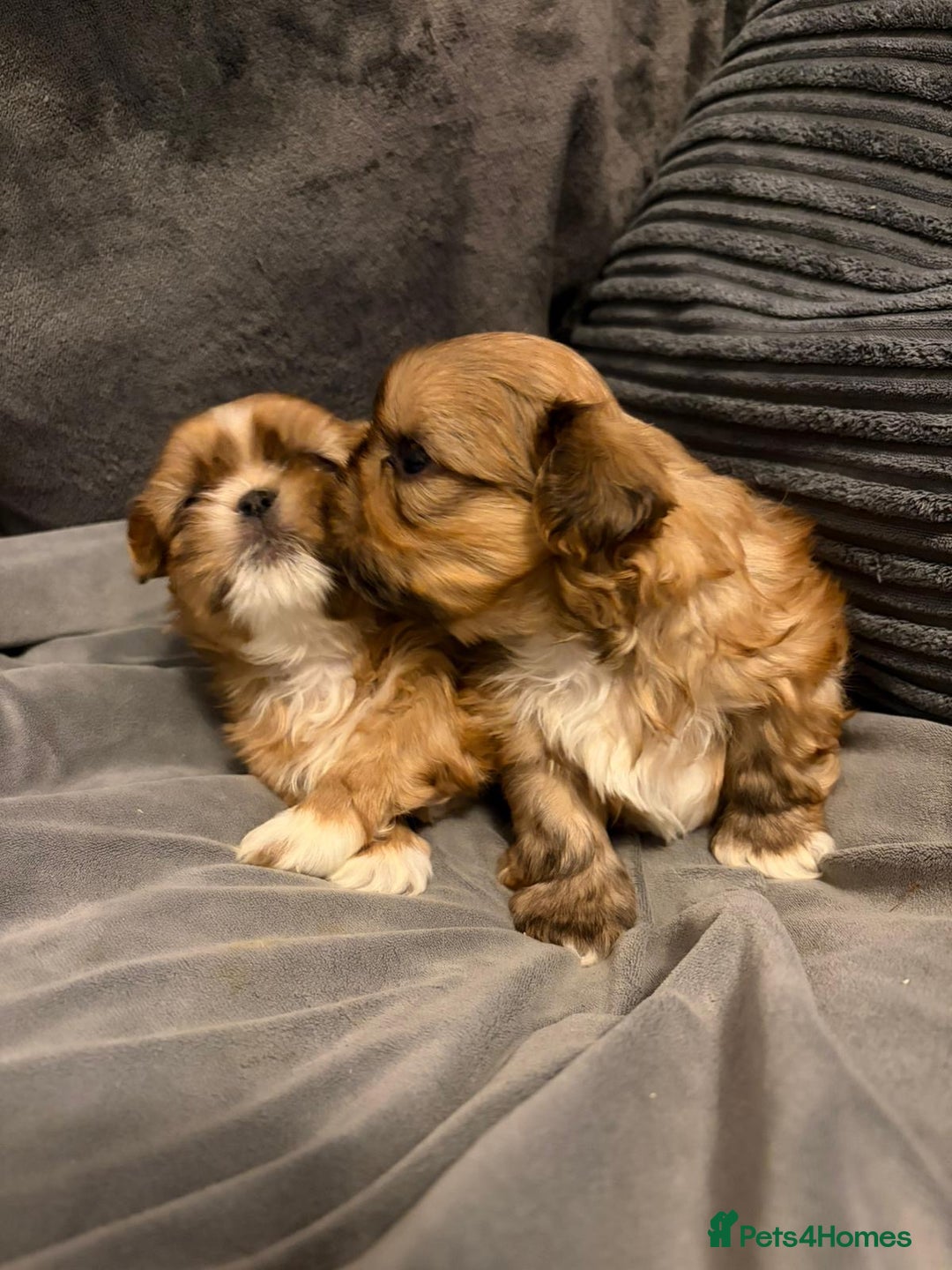 Shih Tzu dogs for sale: Gorgeous litter of shih tzu pups  - Advert 13