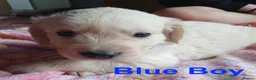 Golden Retriever dogs for sale: Beautiful Home Raised Golden Retriever Puppies - Advert 9