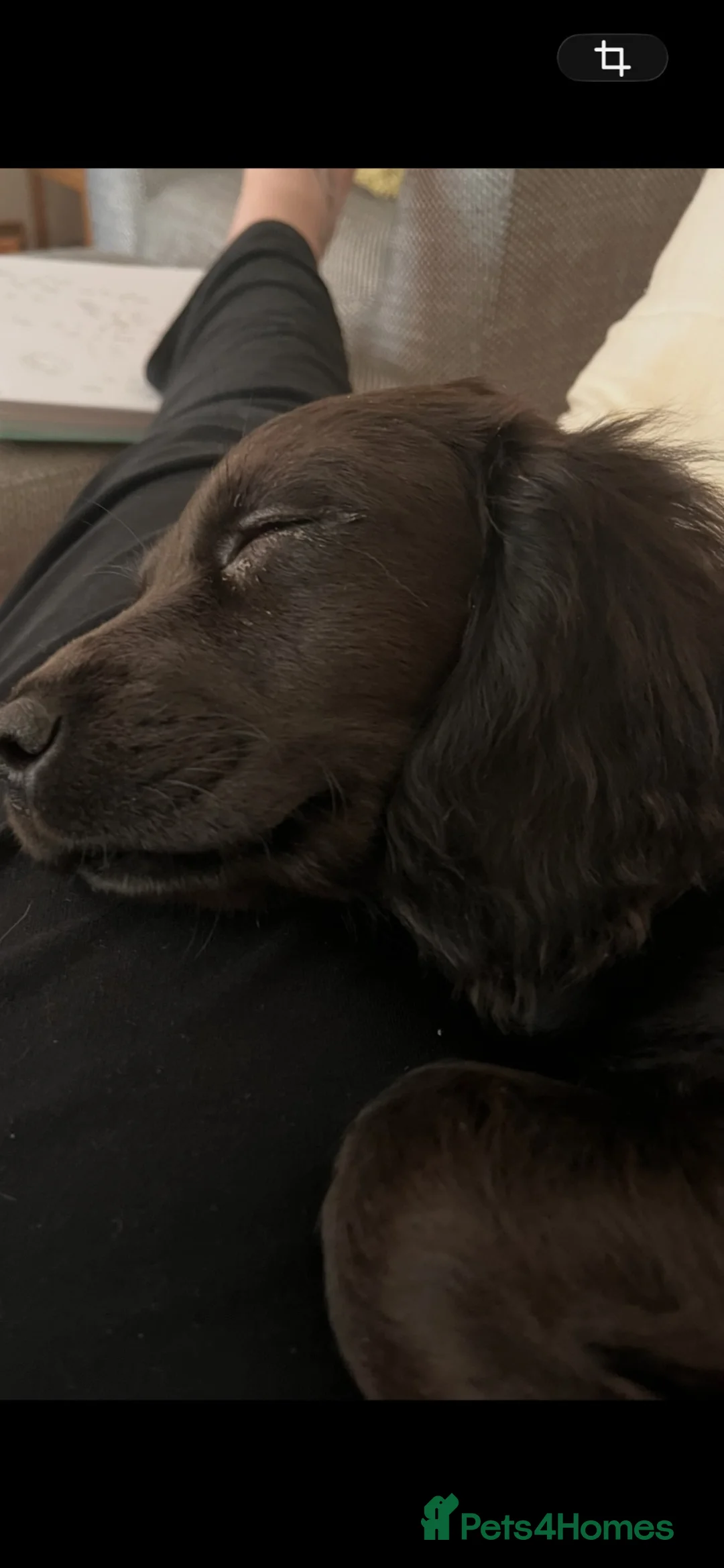 Sprocker dogs for sale: Sprocker in Huntingdon - Advert 5