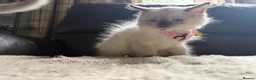 Ragdoll cats for sale: Six beautiful ragdoll kittens - Advert 5