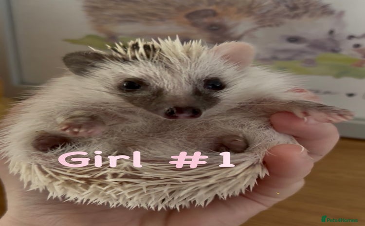 Pygmy Hedgehog rodents - Advert 4