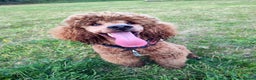 Miniature Poodle dogs for stud: Stunning health tested KC Red Miniature Poodle in Cannock - Advert 27