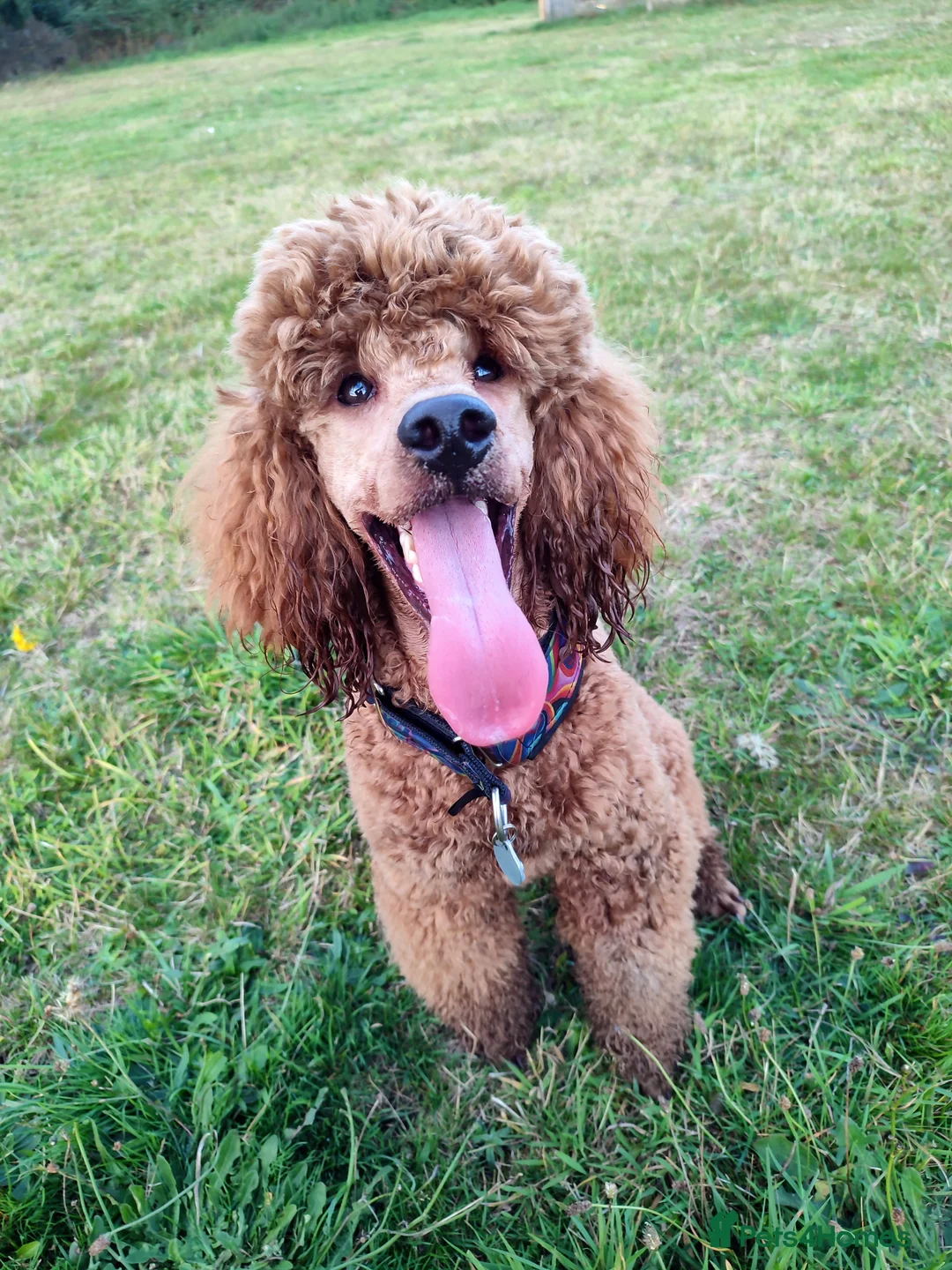 Miniature Poodle dogs for stud: Stunning health tested KC Red Miniature Poodle in Cannock - Advert 27