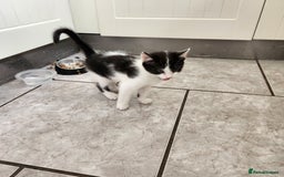 Domestic Shorthair cats for sale: 5 kittens ready for a new home  - Image 6